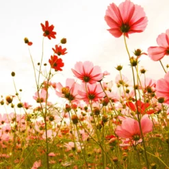 DD118598 Flower Meadow Designwalls Wallpaper By A S Creation