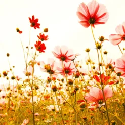 DD118600 Flower Meadow Designwalls Wallpaper By A S Creation