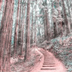 DD118628 Forest Walk Designwalls Wallpaper By A S Creation