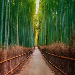 DD118630 Bamboo Walk Designwalls Wallpaper By A S Creation
