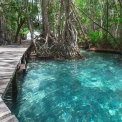 DD118638 Jungle Path Designwalls Wallpaper By A S Creation