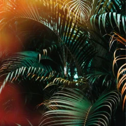 DD118795 Jungle Colour Designwalls Wallpaper By A S Creation